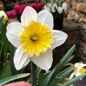 Ice Follies Daffodil (Narcissus Ice Follies) Hero Img